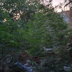 1.8.24_ΦΥΤΕΙΑ ΛΕΙΒΑΔΙΑ (3)