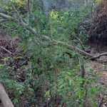 5.10.2024-messinia-egk.omada-narkwtika (2)