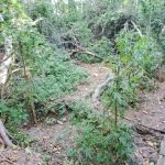 5.10.2024-messinia-egk.omada-narkwtika (3)