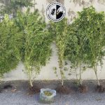 Κατάσχεση δενδρυλλίων κάνναβης ΤΑ Κιλκίς