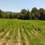 03072018thessaliaparousiasi3s