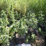 04072018notiofyteia1s