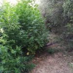07072018peloponfyteia001s
