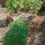 08072018pelopfyteia002