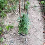 08072018pelopkorinuia002