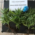 25072018hpeiroskalliergias