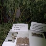 25072018notioaigaiokannabh001