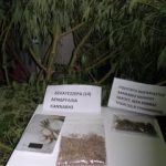 25072018notioaigaiokannabh001s