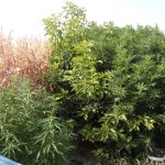 25072018notioaigaiokannabh003