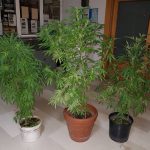 27092018hpeiroskannabi001