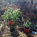 01102018dytelladanark002s