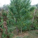 05102018dytmakflorina002