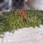 05102018dytmakflorina004s