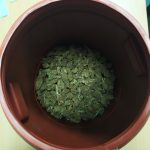 08052020amaliada003