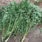 30092020dendrullia