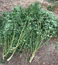 30092020dendrullias