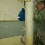 26012021gadanark002