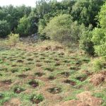21072021kanavifthiotida010