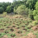 21072021kanavifthiotida010s