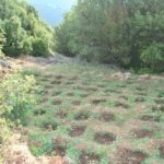 21072021kanavifthiotida013s
