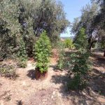 23072021kerkyra001