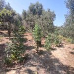 23072021kerkyra005s