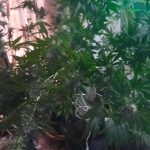 25112021kannabhkrhth002