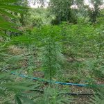 05082022messinia001