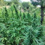 05082022messinia005