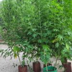 29072022hpeirosfyteia001