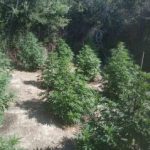 30072022kannabhrethymno001s
