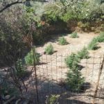 30072022kannabhrethymno002s