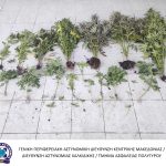 Κατάσχεση δενδρυλλίων κάνναβης ΤΑ Πολυγύρου