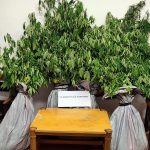 SYLLHPSH KALLIERGEIA FYTEIA KANNABHS RODOS F
