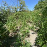 SYLLHPSH KALLIERGEIA FYTEIA KANNABHS RODOS F1