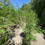 SYLLHPSH KALLIERGEIA FYTEIA KANNABHS RODOS F2