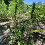 SYLLHPSH KALLIERGEIA FYTEIA KANNABHS RODOS F3