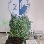 14.9.2023 messinia-narkwtika-fyta-sillipseis (1)
