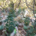 10092024 nark argolida2